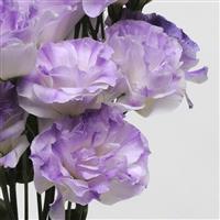 ABC™ 1 Misty Blue Lisianthus