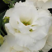 ABC™ 1 White Lisianthus