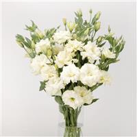 ABC™ 1 White Lisianthus