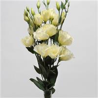 ABC™ 1 Yellow Lisianthus