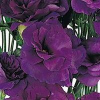 ABC™ 2 Purple Lisianthus