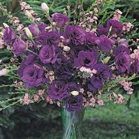 ABC™ 2 Purple Lisianthus