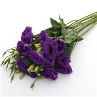 ABC™ 2 Blue Lisianthus