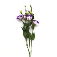 ABC™ 2 Blue Rim Lisianthus