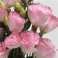 ABC™ 2 Misty Pink Lisianthus