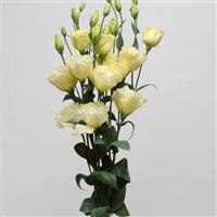 ABC™ 2 Yellow Lisianthus