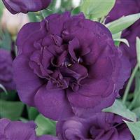 ABC™ 3 Purple Lisianthus