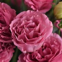 ABC™ 3 Rose Lisianthus