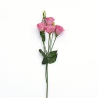 ABC™ 3 Rose Lisianthus