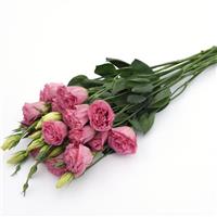 ABC™ 3 Rose Lisianthus