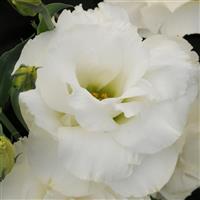 ABC™ 3 White Lisianthus