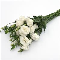 ABC™ 3 White Lisianthus