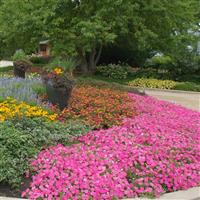 Shock Wave<sup>®</sup> Rose Spreading Petunia