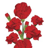 Beloved Carnation