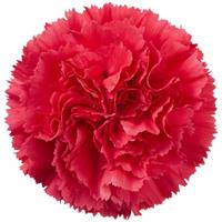 Bizet Carnation