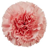 Kleos Carnation