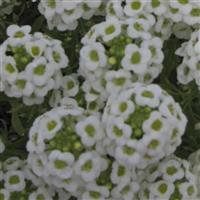 Giga White Alyssum