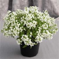 Giga White Alyssum