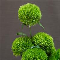 Kiwi Mellow Cool Dianthus