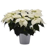 Alaska Poinsettia