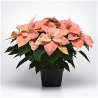 Christmas Beauty™ Cinnamon Poinsettia