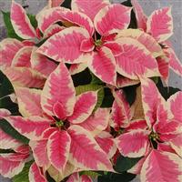 Christmas Beauty™ Marble Poinsettia