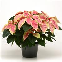 Christmas Beauty™ Marble Poinsettia