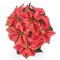 Christmas Beauty™ Prince Poinsettia