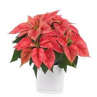 Christmas Beauty™ Prince Poinsettia