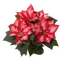 Christmas Beauty™ Princess Poinsettia