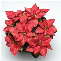 Christmas Beauty™ Queen Poinsettia