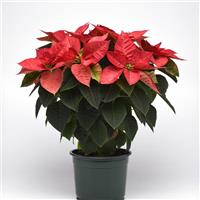 Christmas Beauty™ Queen Poinsettia