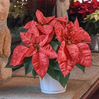 Christmas Beauty™ Queen Poinsettia