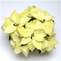 Christmas Beauty™ North Pole Poinsettia