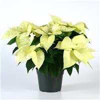 Christmas Beauty™ North Pole Poinsettia