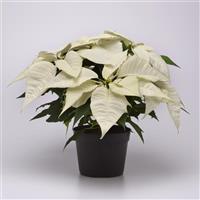 Brilliant White Poinsettia