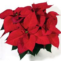 Christmas Eve Red Poinsettia