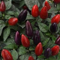 Acapulco XP™ Purple Ornamental Pepper