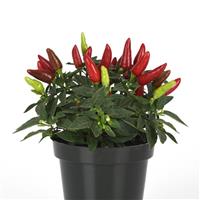 Acapulco XP™ Red Ornamental Pepper