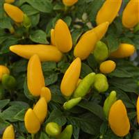 Acapulco XP™ Yellow Ornamental Pepper