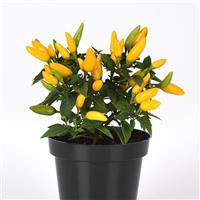 Acapulco XP™ Yellow Ornamental Pepper