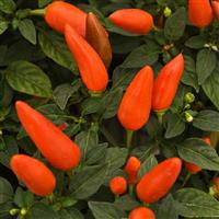 Acapulco XP™ Dark Orange Ornamental Pepper