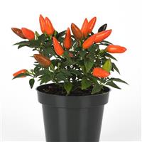 Acapulco XP™ Dark Orange Ornamental Pepper