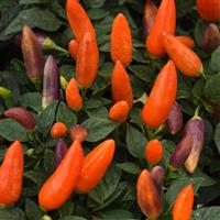 Acapulco XP™ Multicolor Orange Ornamental Pepper