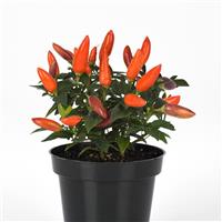 Acapulco XP™ Multicolor Orange Ornamental Pepper