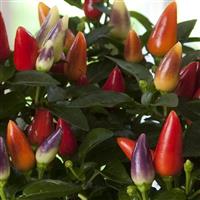 Acapulco XP™ Multicolor Red Ornamental Pepper