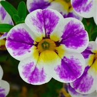 Cielo Blue Splash Calibrachoa