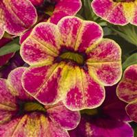 Cielo Firecracker Calibrachoa