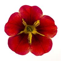 Cielo Red Star Calibrachoa