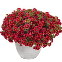 Cielo Red Star Calibrachoa